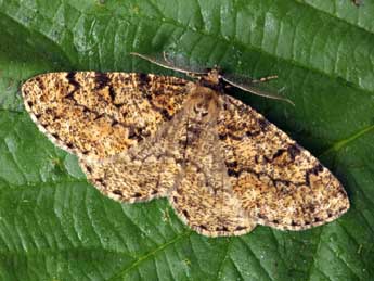 Deileptenia ribeata Cl. adulte - �Daniel Morel