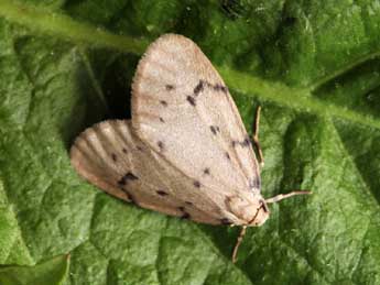 Paidia rica Frr adulte - �Daniel Morel