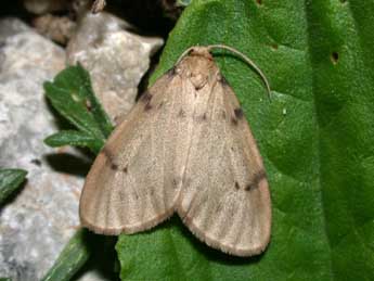 Paidia rica Frr adulte - �Philippe Mothiron