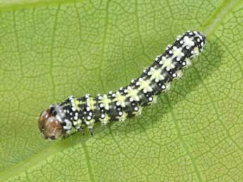  Chenille de Polyploca ridens F. - �Philippe Mothiron