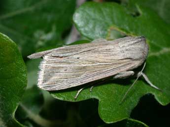 Mythimna riparia Rbr adulte - �Philippe Mothiron