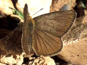 Polyommatus ripartii Frr adulte - �Tristan Lafranchis