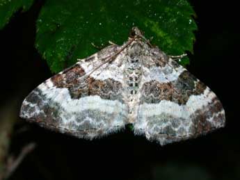 Epirrhoe rivata Hb. adulte - �Philippe Mothiron