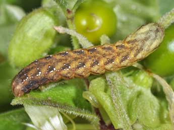  Chenille de Sideridis rivularis F. - �Philippe Mothiron