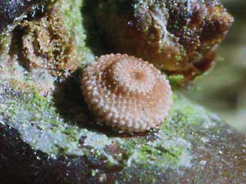  Oeuf de Laeosopis roboris Esp. - �Eric Sylvestre