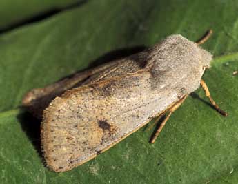 Perigrapha rorida Frivaldsky adulte - �Tristan Lafranchis