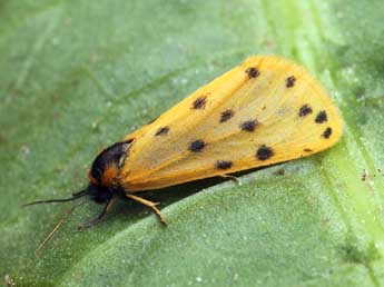 Setina roscida D. & S. adulte - �Daniel Morel