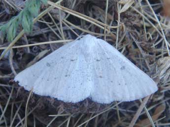 Dyscia royaria Tautel & Billi adulte - �Claude Tautel