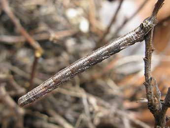  Chenille de Dyscia royaria Tautel & Billi - �Claude Tautel