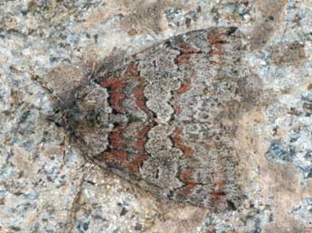 Hydriomena ruberata Frr adulte - �Daniel Morel