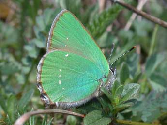 Callophrys rubi L. adulte - �Philippe Mothiron