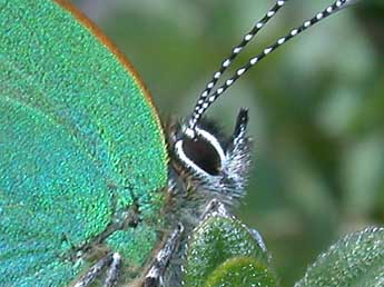 Callophrys rubi L. adulte - �Philippe Mothiron
