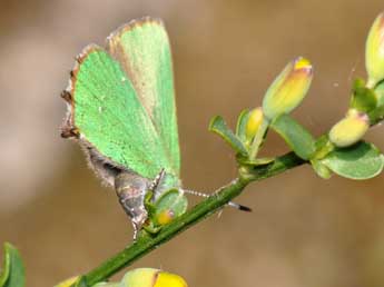 Callophrys rubi L. adulte - �Philippe Mothiron