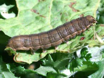  Chenille de Diarsia rubi Vieweg - �Serge Wambeke