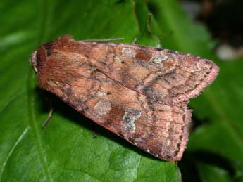 Diarsia rubi Vieweg adulte - �Philippe Mothiron