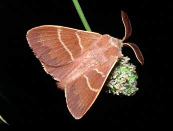 Macrothylacia rubi L. adulte - �Philippe Mothiron