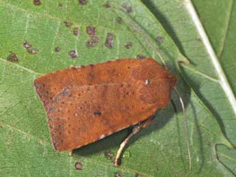 Conistra rubiginea D. & S. adulte - �Philippe Mothiron