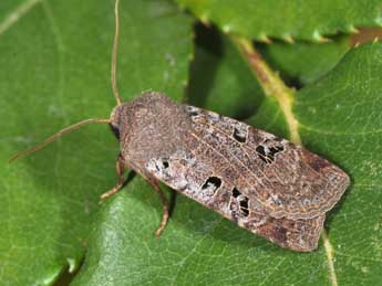 Conistra rubiginosa Scop. adulte - �Philippe Mothiron