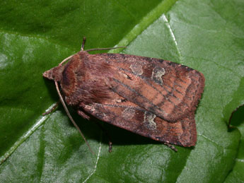 Diarsia rubi Vieweg adulte - �Philippe Mothiron