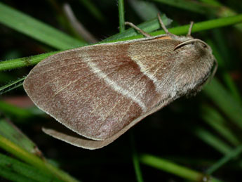 Macrothylacia rubi L. adulte - �Philippe Mothiron