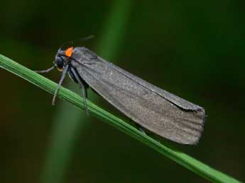 Atolmis rubricollis L. adulte - �Philippe Mothiron