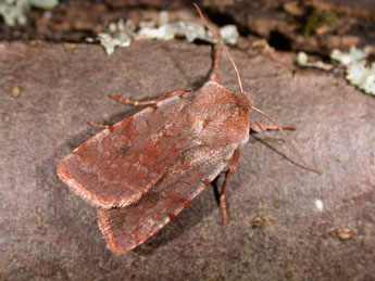 Cerastis rubricosa D. & S. adulte - �Philippe Mothiron