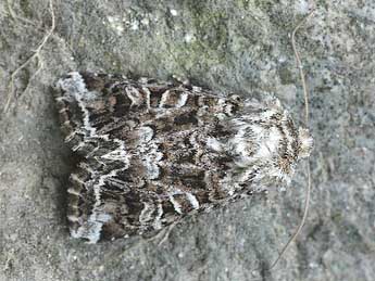 Hadena ruetimeyeri Brsn adulte - �David Demerges