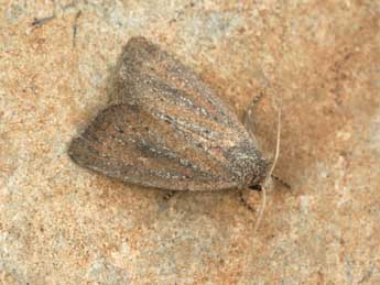 Coenobia rufa Hw. adulte - �Daniel Morel