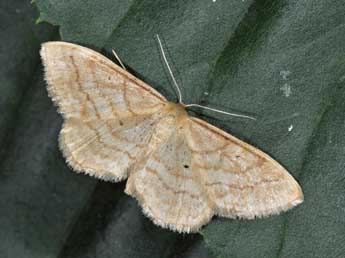 Idaea rufaria Hb. adulte - �Philippe Mothiron