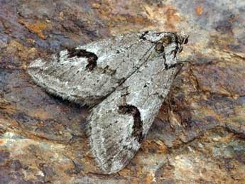 Chesias rufata F. adulte - �Daniel Morel