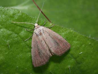 Coenobia rufa Hw. adulte - �Philippe Mothiron