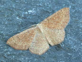 Cyclophora ruficiliaria H.-S. adulte - �Daniel Morel