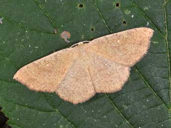 Cyclophora ruficiliaria H.-S. adulte - �Philippe Mothiron
