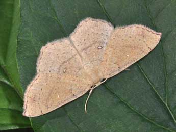 Cyclophora ruficiliaria H.-S. adulte - �Philippe Mothiron