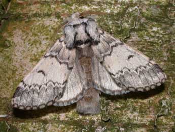 Drymonia ruficornis Hfn. adulte - �Philippe Mothiron