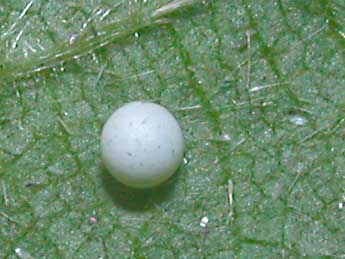  Oeuf de Drymonia ruficornis Hfn. - �Philippe Mothiron