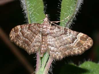 Gymnoscelis rufifasciata Hw. adulte - �Philippe Mothiron