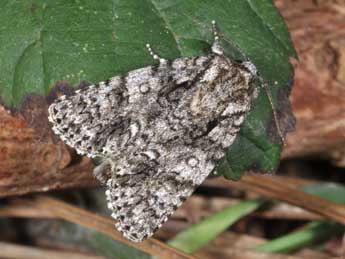 Acronicta rumicis L. adulte - �Philippe Mothiron