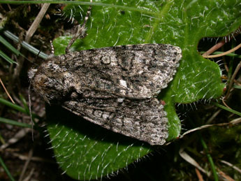 Acronicta rumicis L. adulte - �Philippe Mothiron