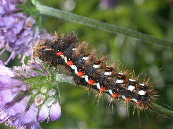  Chenille de Acronicta rumicis L. - �Philippe Mothiron