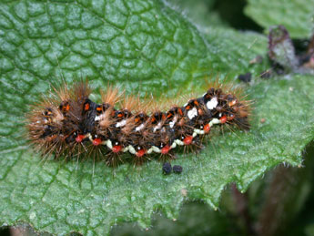  Chenille de Acronicta rumicis L. - �Philippe Mothiron