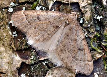 Theria rupicapraria D. & S. adulte - �Daniel Morel