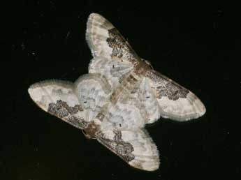 Idaea rusticata D. & S. adulte - �Daniel Morel
