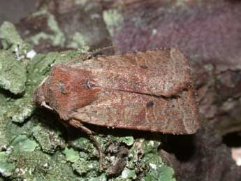 Spudaea ruticilla Esp. adulte - �Philippe Mothiron