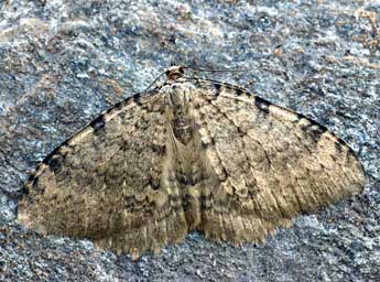 Triphosa sabaudiata Dup. adulte - �Daniel Morel