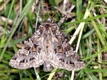 Pachetra sagittigera Hfn. adulte - �Philippe Mothiron