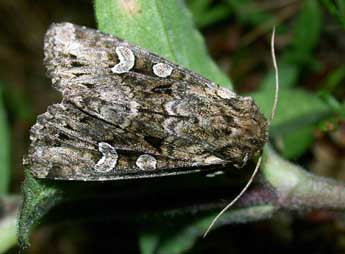 Pachetra sagittigera Hfn. adulte - �Philippe Mothiron