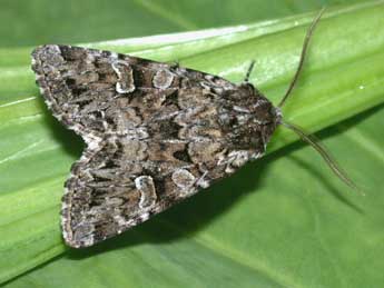 Pachetra sagittigera Hfn. adulte - �Philippe Mothiron