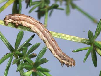  Chenille de Coenotephria ablutaria Bsdv. - �Lionel Taurand