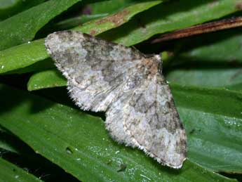 Coenotephria salicata D. & S. adulte - �Philippe Mothiron